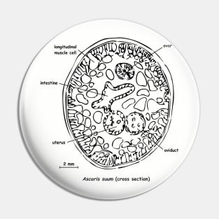 Cross section of Ascaris suum, labelled Pin