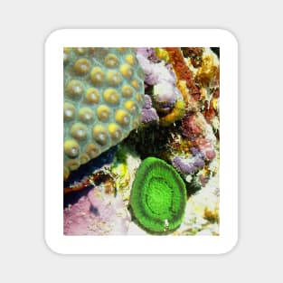 Emerald Green Artichoke Anemone on Coral Reef Wall Magnet