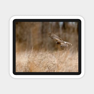 A Northern Harrier Hunting In A Field Magnet