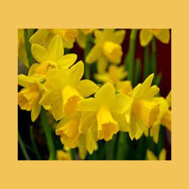 Daffodils relate to Easter and spring by Designs and Dreams