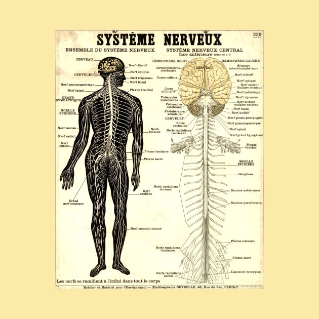 Vintage Poster of the Nervous System by CorrieMick