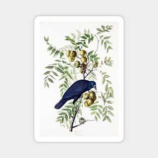 American Crow from Birds of America (1827) Magnet