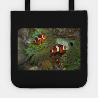 Canada. Vancouver, BC. Aquarium. Clown fish. Tote