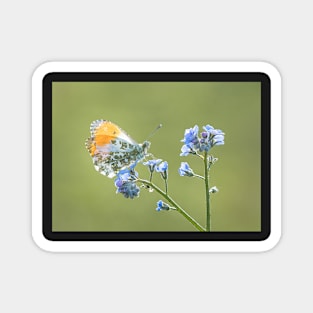 Orange Tip on Forget-me-not Magnet