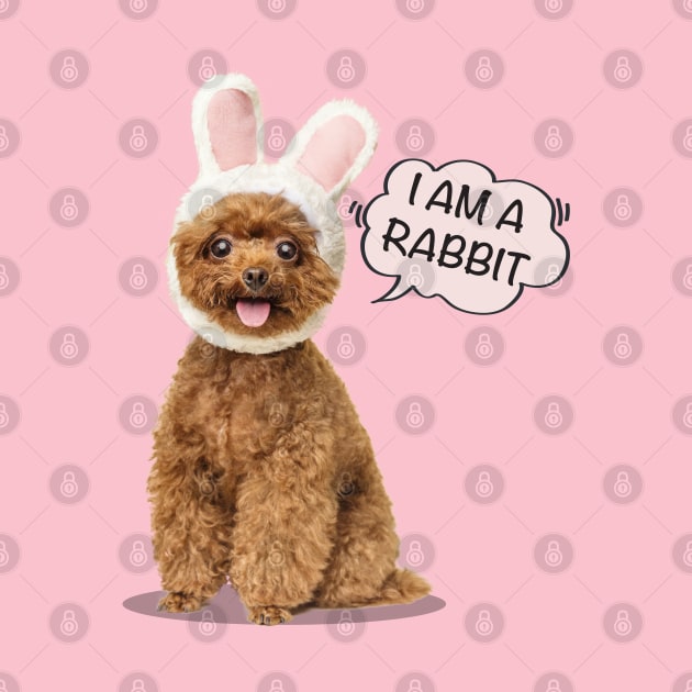 I Am A Rabbit | Poodles cute by i am Cuta