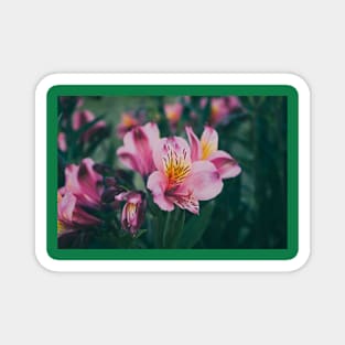 Pink Flowers Magnet