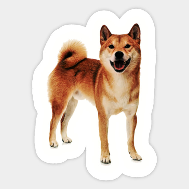 Shiba Inu