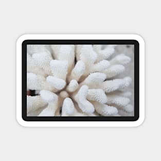 White Coral Magnet