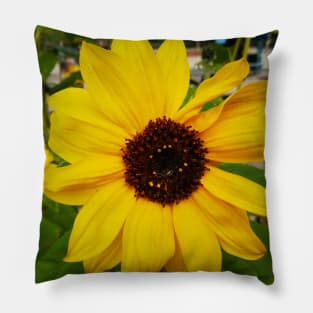 Sunflower Gentle Yellow Shabby Chic Artwork Pillow