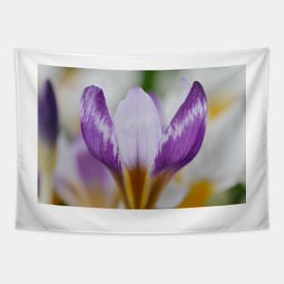 Crocus sieberi  &#39;Hubert Edelsten&#39;   AGM Tapestry