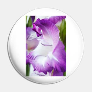 Gladiolus  'King's Lynn' Pin