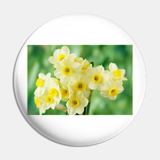 Narcissus  &#39;Pacific Coast&#39;  AGM    Division 8 Tazetta Daffodil Pin
