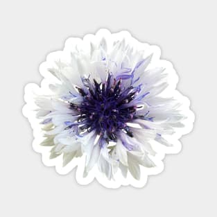 Cottage Core White Cornflower Magnet