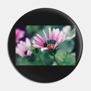 Gazania and Bud Pin