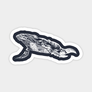 Humpback Whale White Ink Magnet