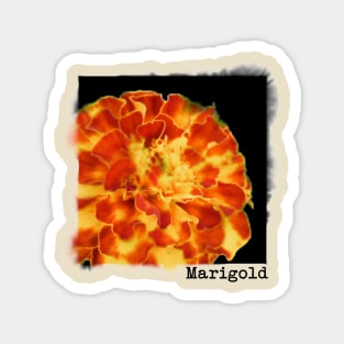 Marigold Magnet