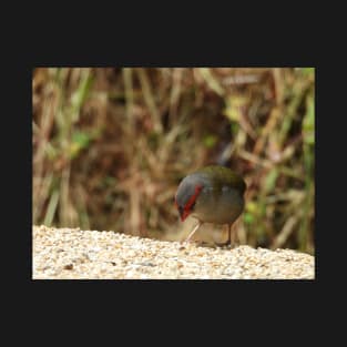 Red-browed Finch at Norton Summit eating T-Shirt