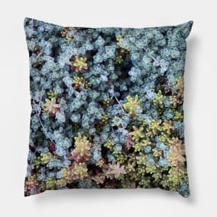 Stonecrops in Spring Pillow