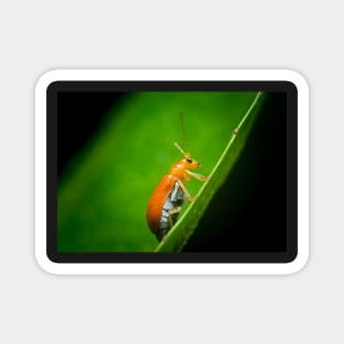 A red pumpkin beetle (Aulacophora foveicollis) Magnet