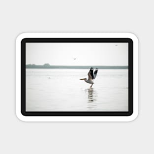 Landscape with white pelicans in Danube Delta, Romania, in a summer sunny day Magnet