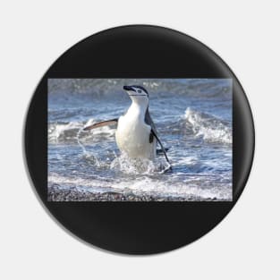 Chinstrap penguin coming back from fishing Pin