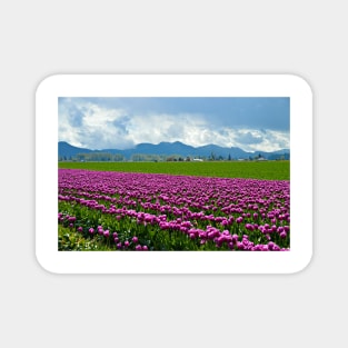 Skagit Tulip Fields Magnet