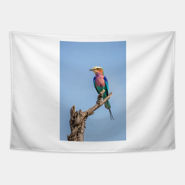 Lilac-breasted roller (Coracias caudatus) Tapestry by GrahamPrentice