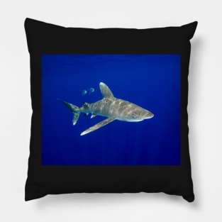 An Oceanic White Tip Shark Cruising in the Deep Blue Pillow