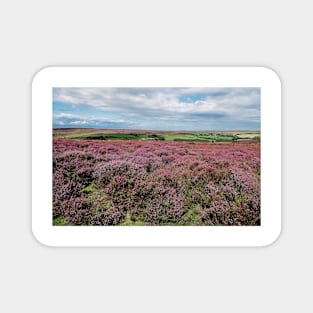 Moorland Heather North York Moors Magnet