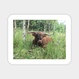 Scottish Highland Cattle Bull 1465 Magnet