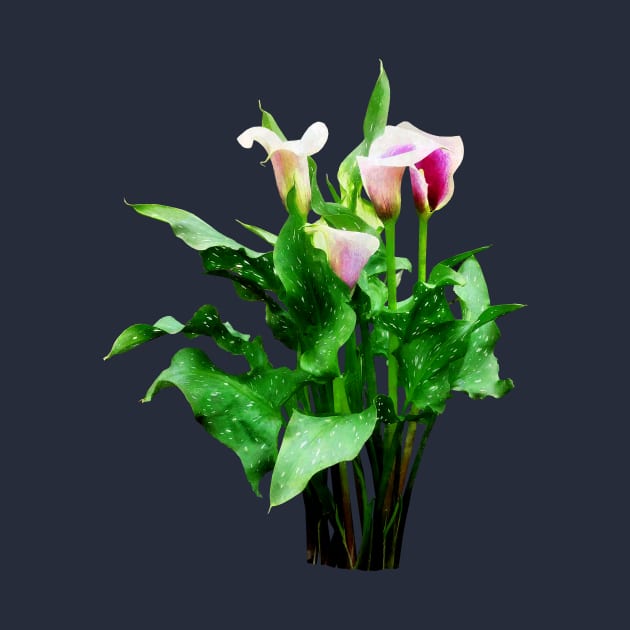 Lioies - Pink and White Calla Lilies by SusanSavad