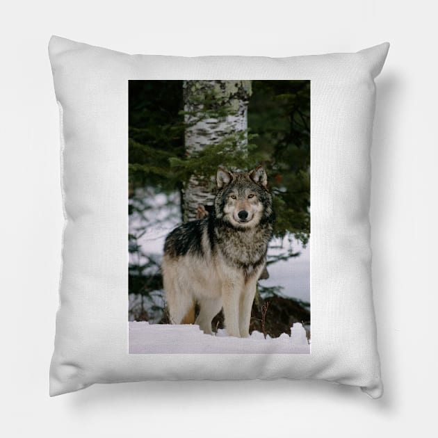 Grey wolf (Z932/0179) Pillow by SciencePhoto