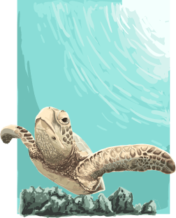 Sea turtle illustration Magnet