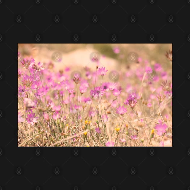 Wild pink meadow flowers, nature photography, delicate colors by KINKDesign