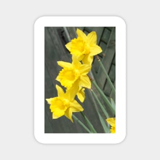 Yellow Daffodils Magnet