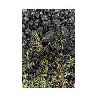 Green Grass Growing On Black Stones - Alternative T-Shirt