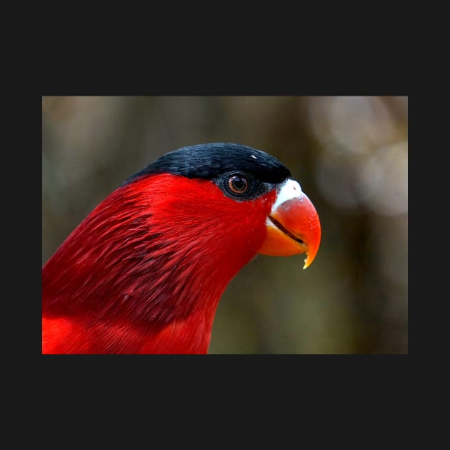 Fergusson Island Lory by Nicole Gath Photography