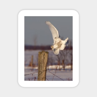 Snowy Owl on post Magnet