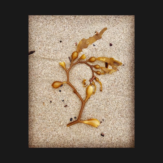 Beach Art by Kelp by ephotocard