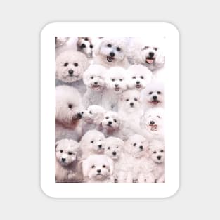 Bichons - Dogs Magnet