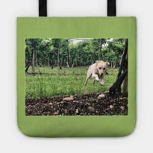 Doggy through the grapevine. Tote