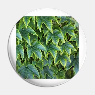 Green Yellow Ivy Leaves Pin