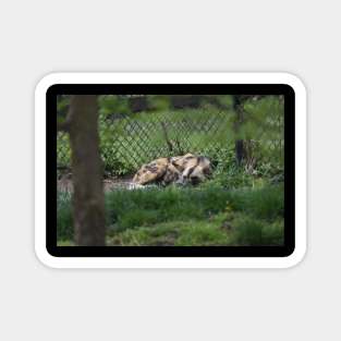 African Wild Dog Magnet