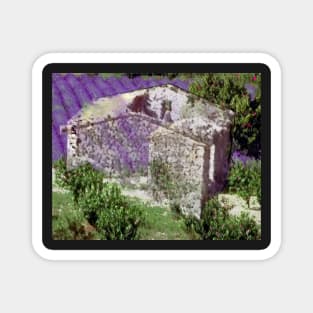 Barn with lavender in the Provence, France. Magnet