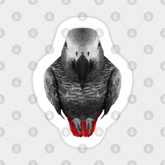 african grey parrot gear Magnet by African Grey Parrot Gear