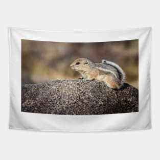 White-tailed Antelope Ground Squirrel Tapestry