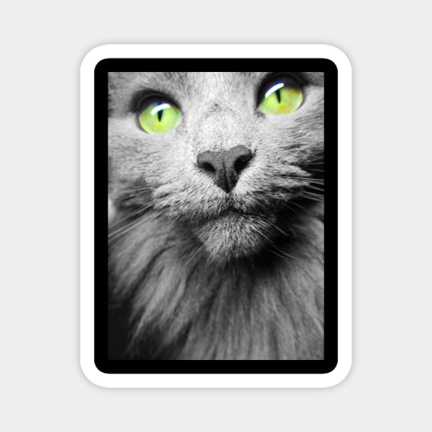 Amazing picture of gray cat with green eyes Magnet by PandLCreations