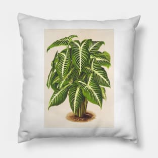 Caladium lindenii - Botanical Illustration Pillow