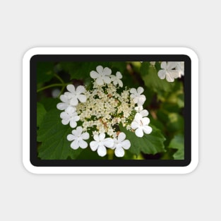 summer flowers Magnet