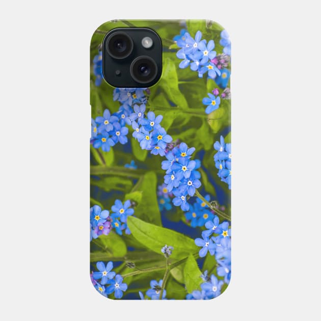Forget-me-not, blue, tender flowers Phone Case by Hujer